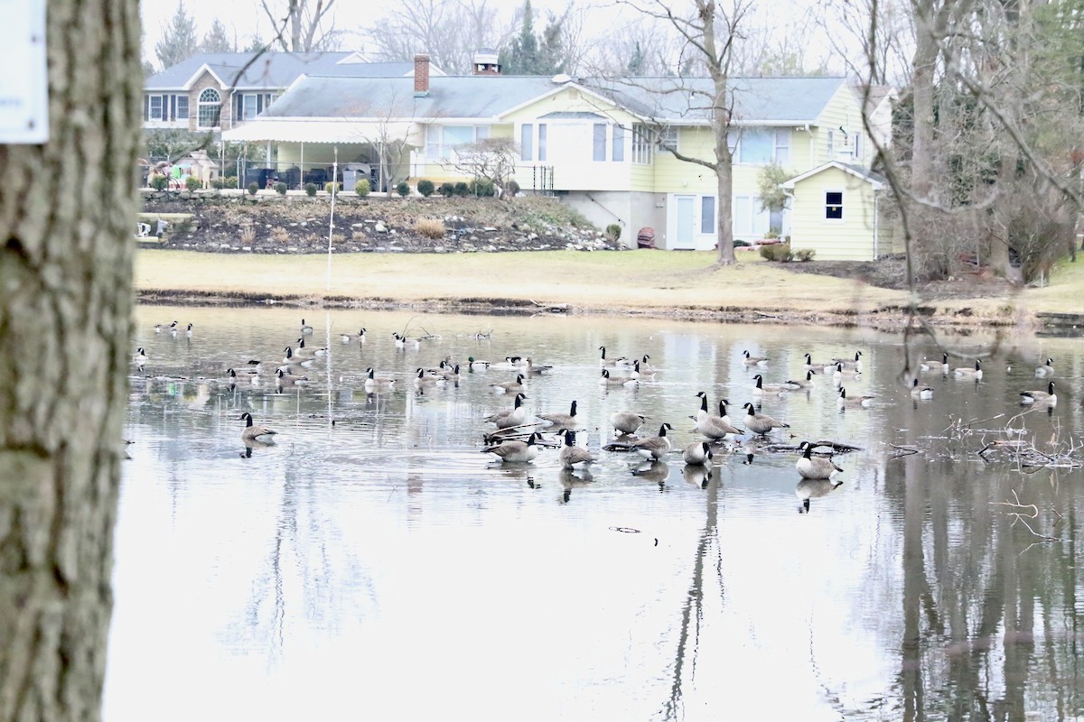 Greater White-fronted Goose - ML297991871