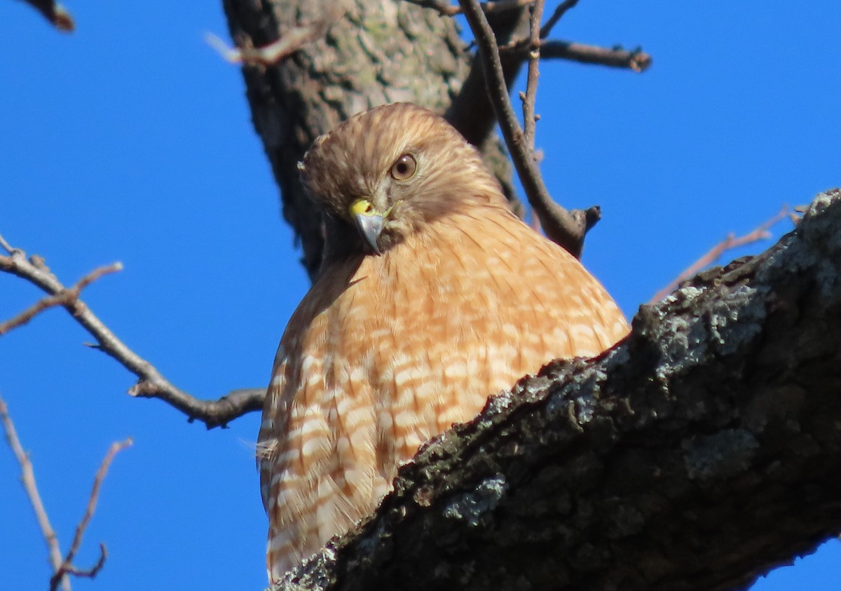 Red-shouldered Hawk - ML297993351