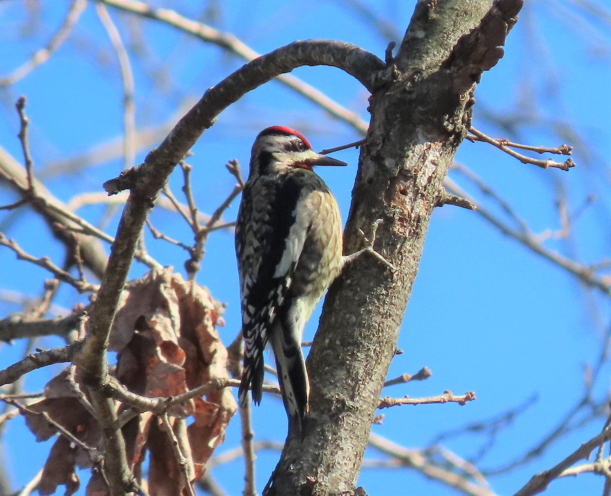 Yellow-bellied Sapsucker - ML297993601