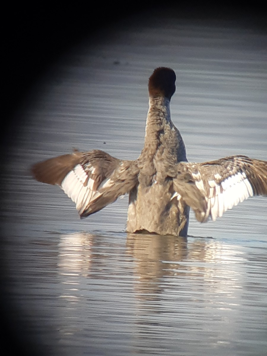 Common Merganser - ML297993711