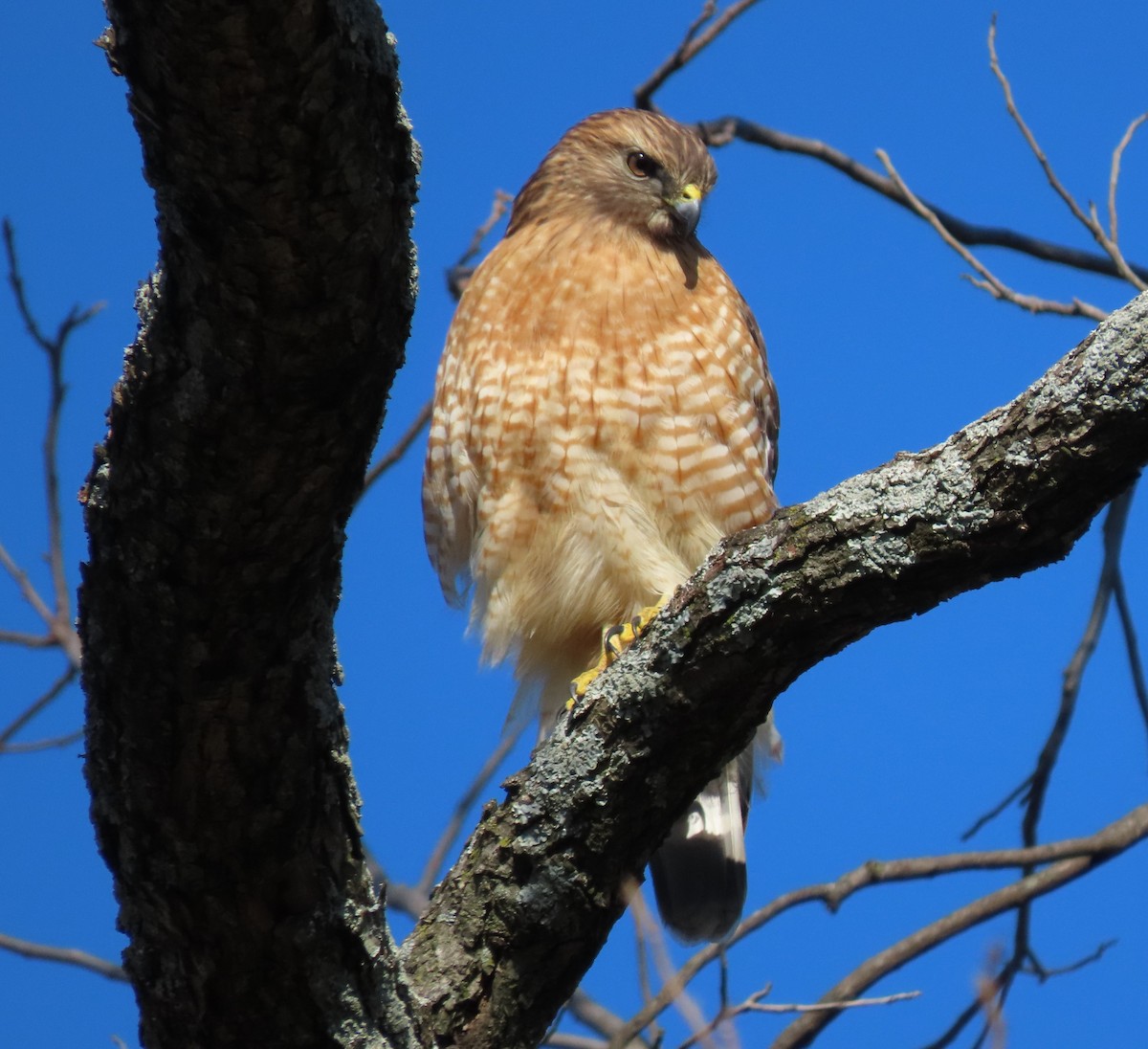 Red-shouldered Hawk - ML297995451