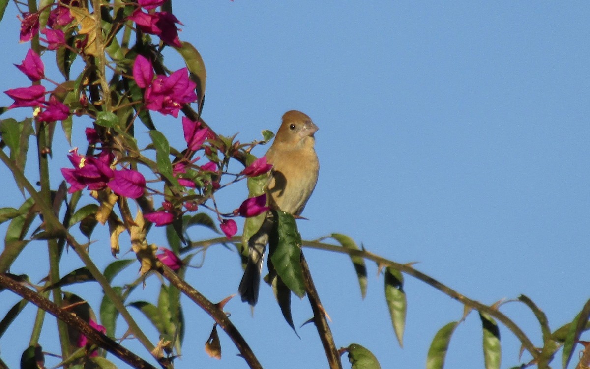 Blue Grosbeak - ML297995981