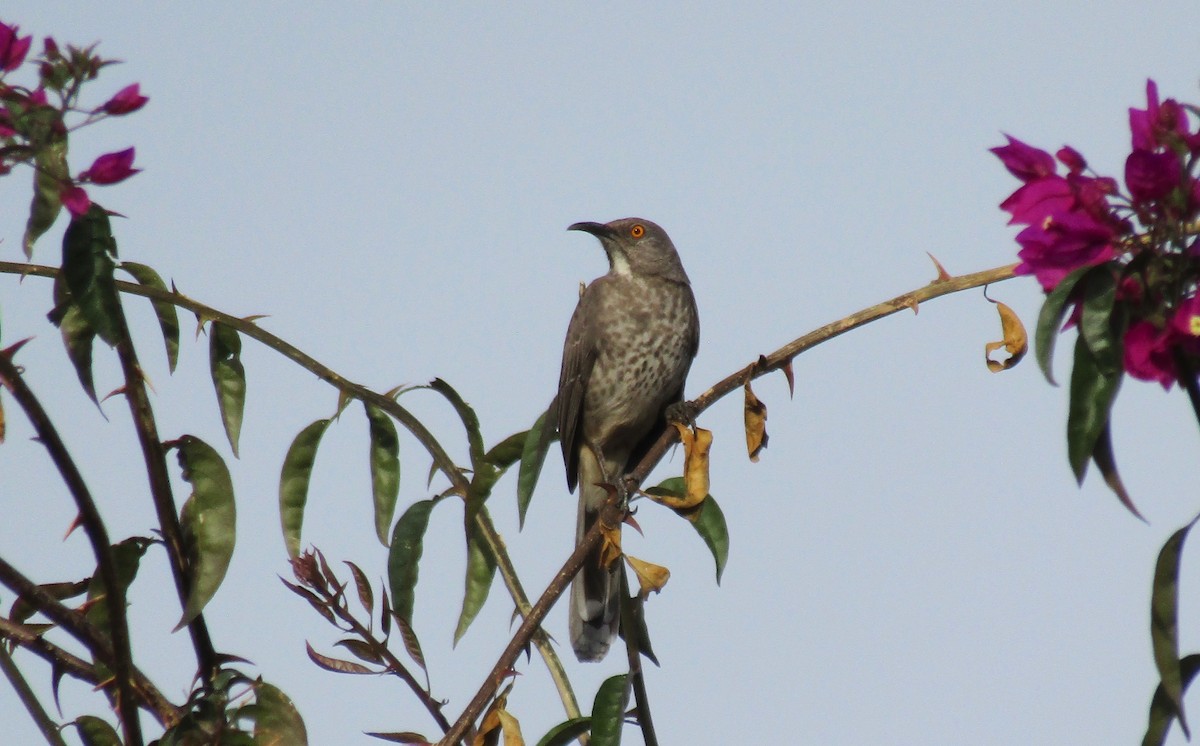 Curve-billed Thrasher - ML297996141