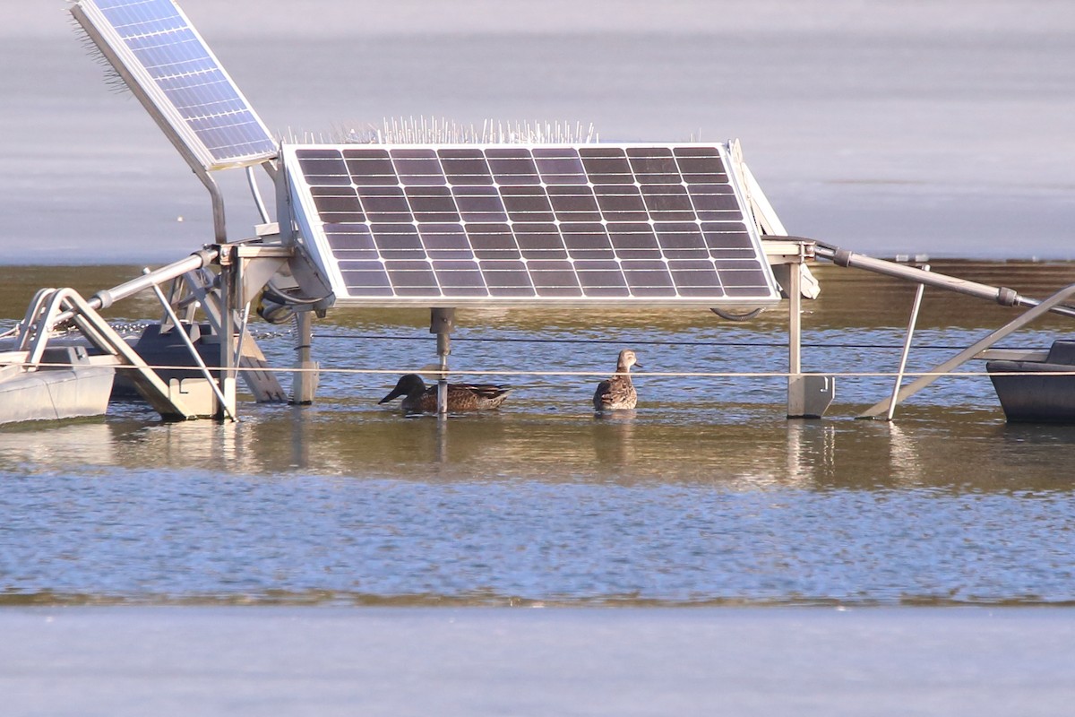 Northern Shoveler - ML297996161