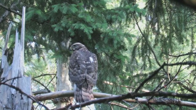 American Goshawk - ML297996371