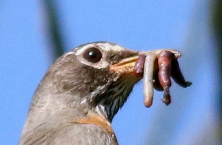 American Robin - ML29799641