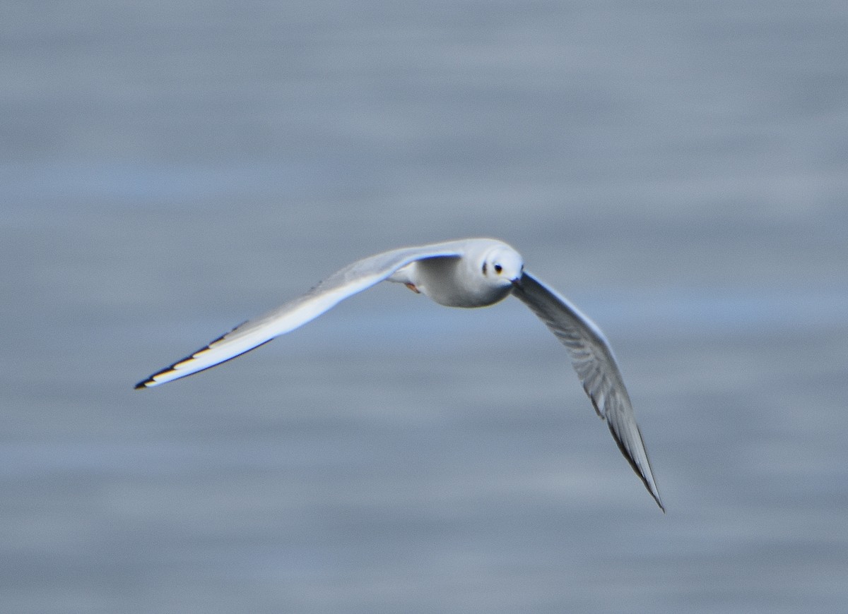 Bonaparte's Gull - ML297996621