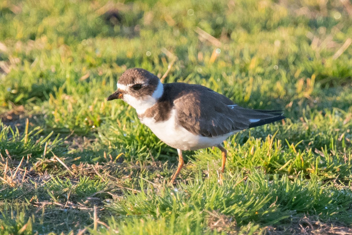 Semipalmated Plover - ML297998471