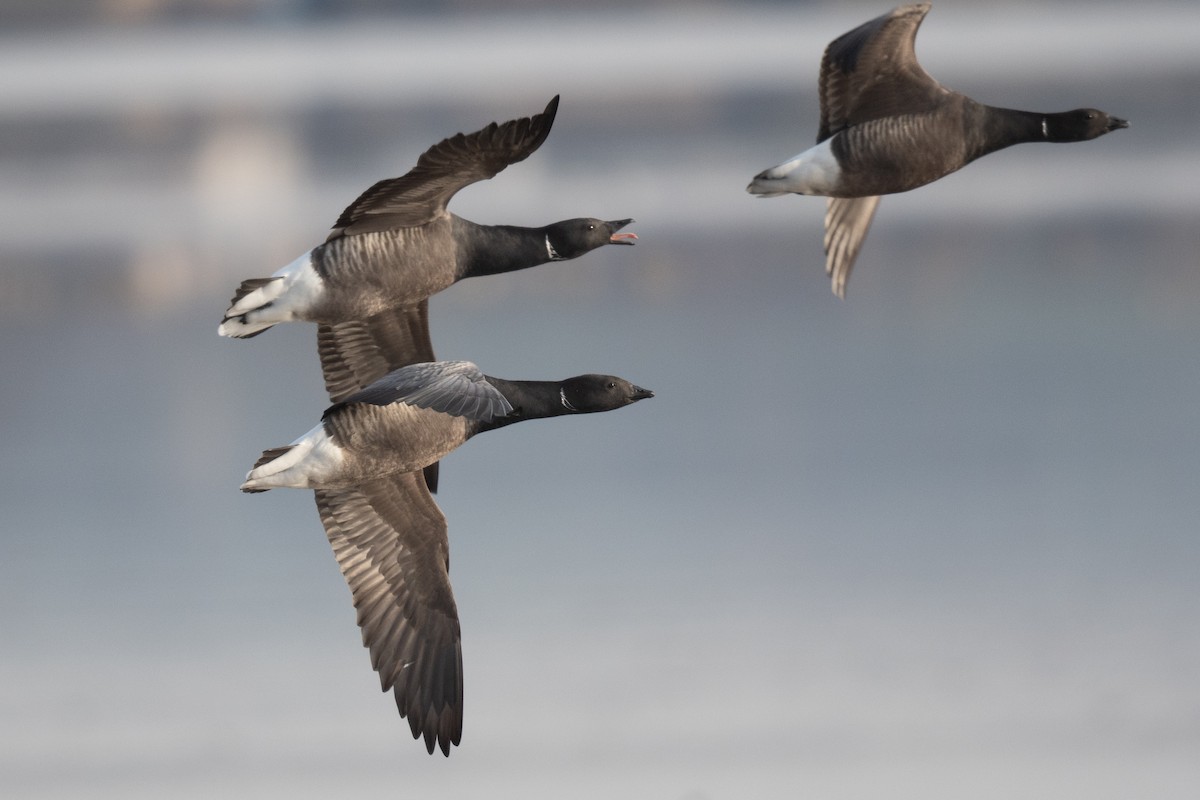 Brant (Dark-bellied) - Ben  Lucking