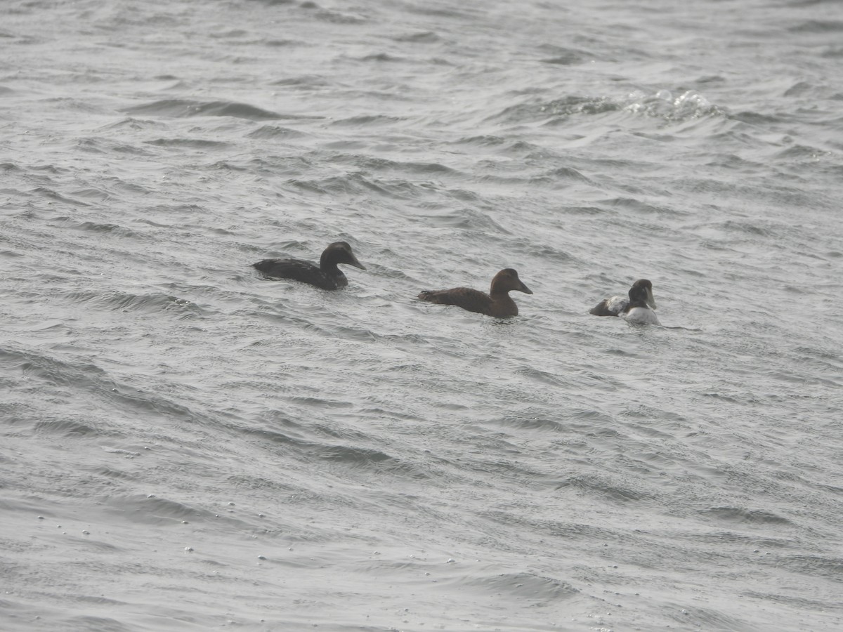 Common Eider - ML297999371