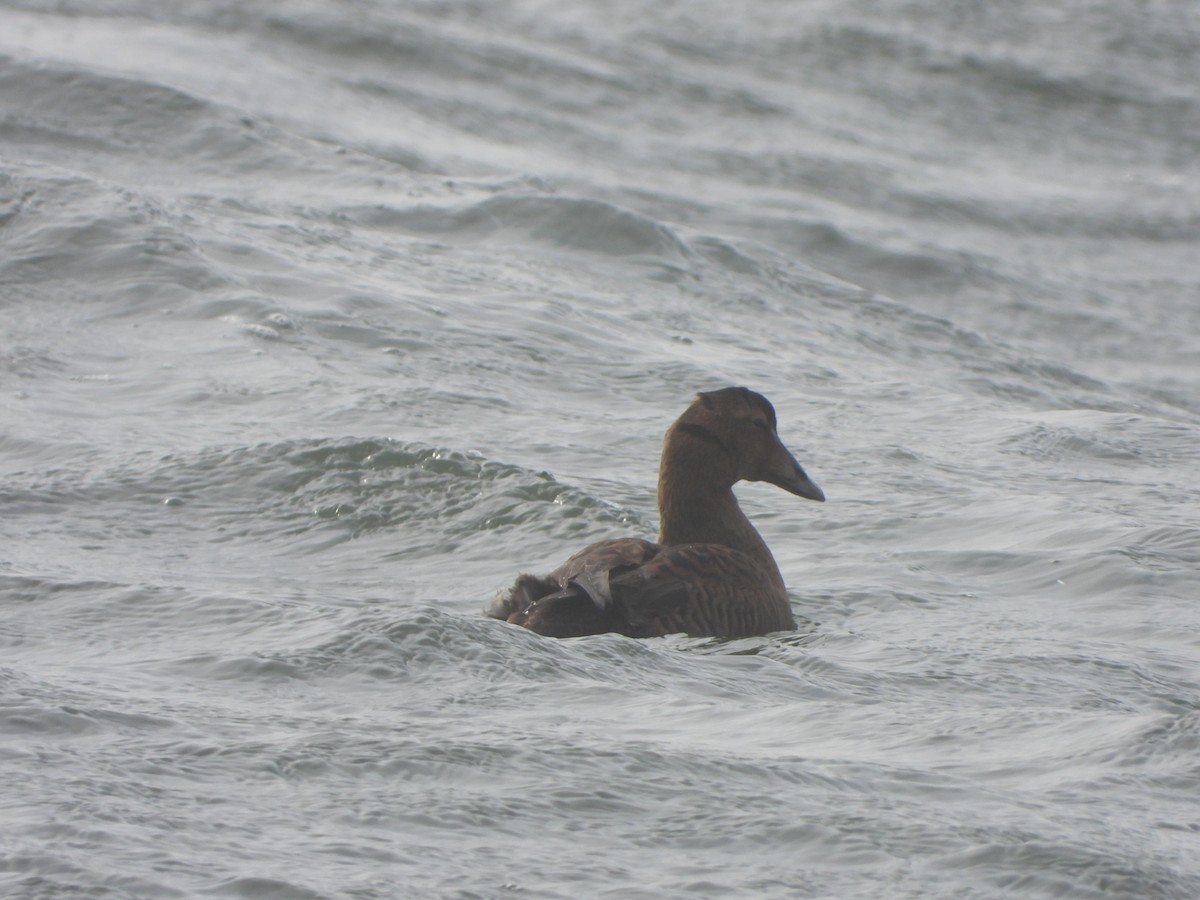 Common Eider - ML297999471