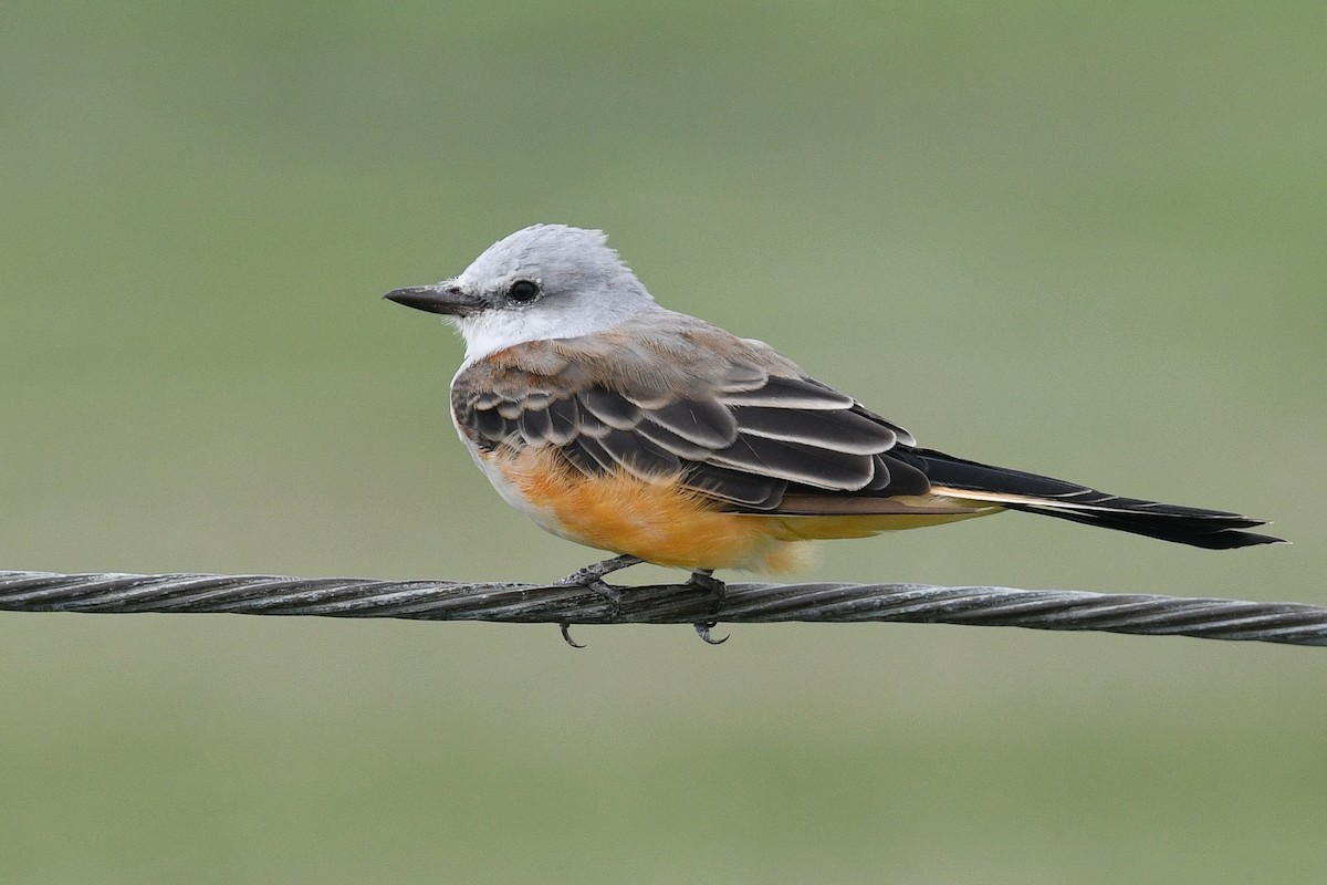 Scissor-tailed Flycatcher - ML298001101