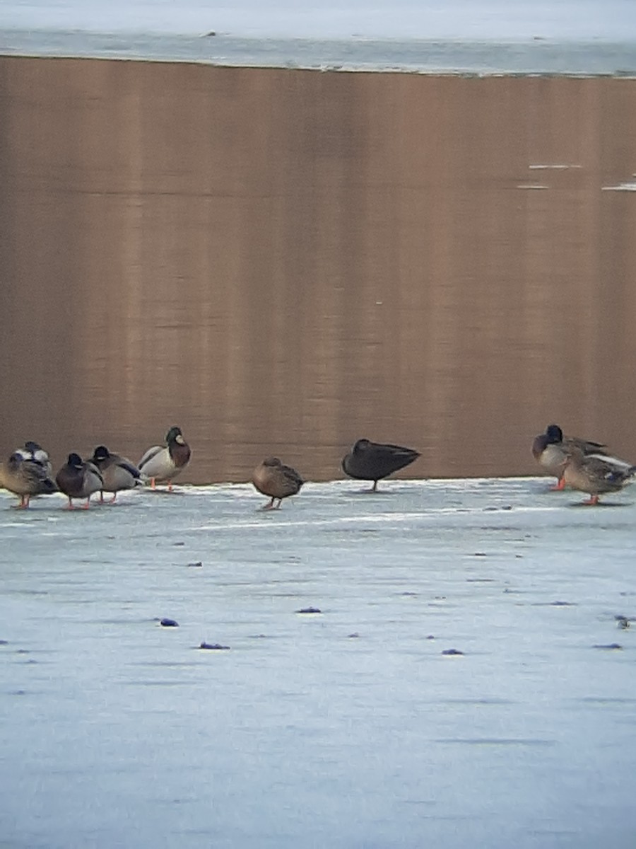 American Black Duck - ML298001961