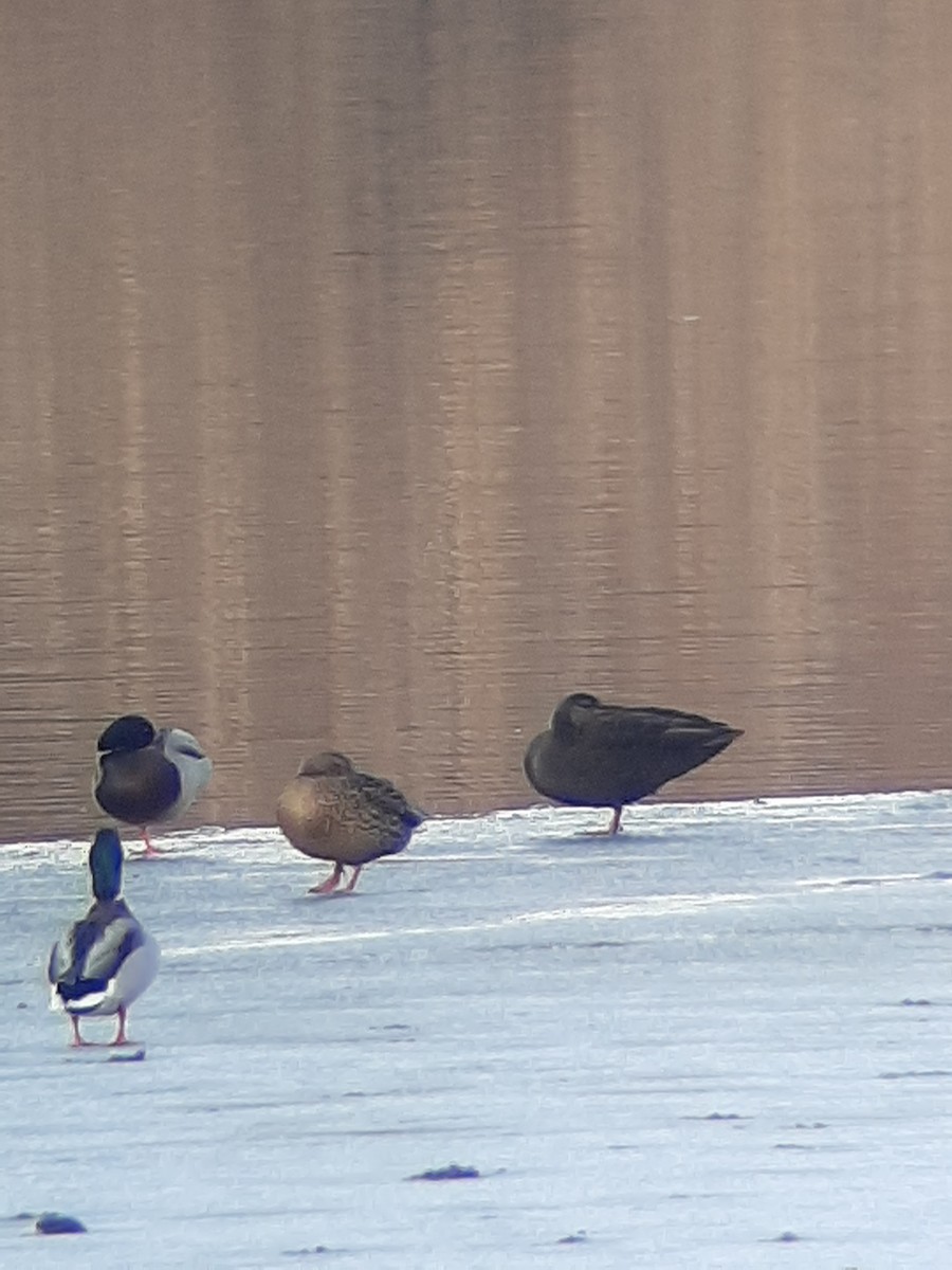 American Black Duck - ML298001971