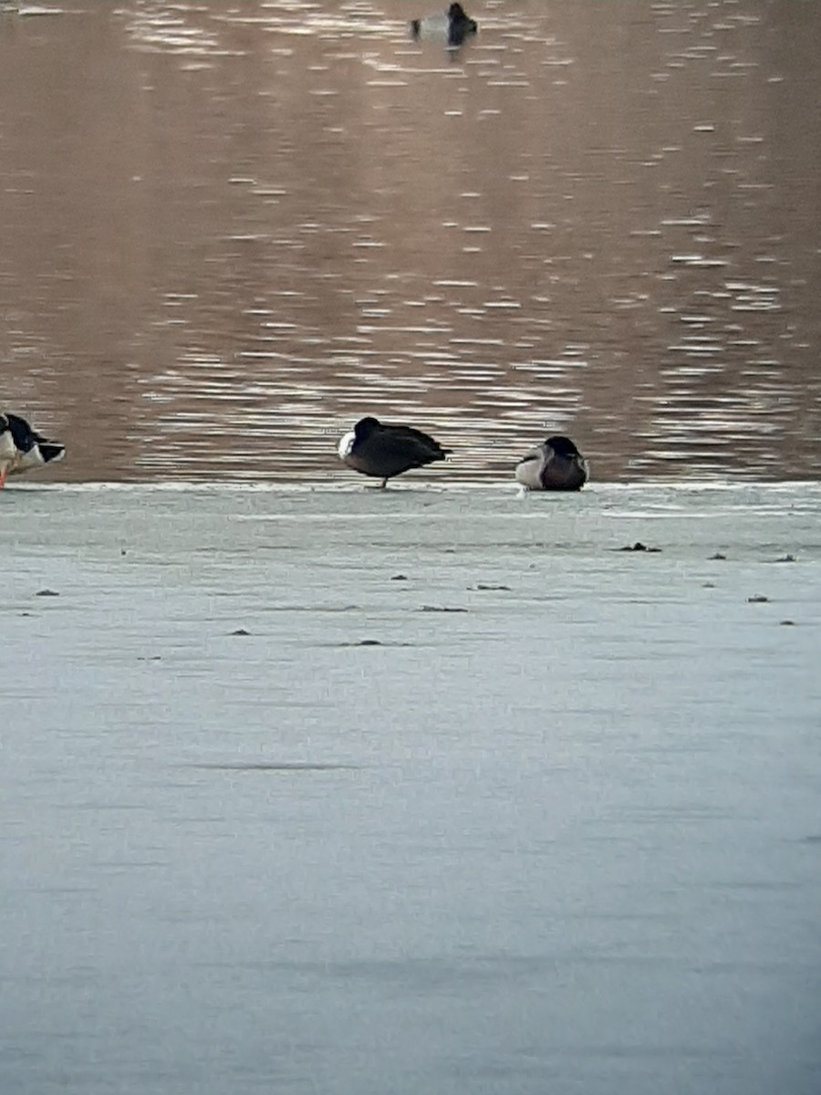 duck sp. - ML298002151