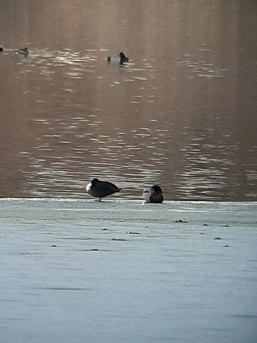 duck sp. - ML298002161