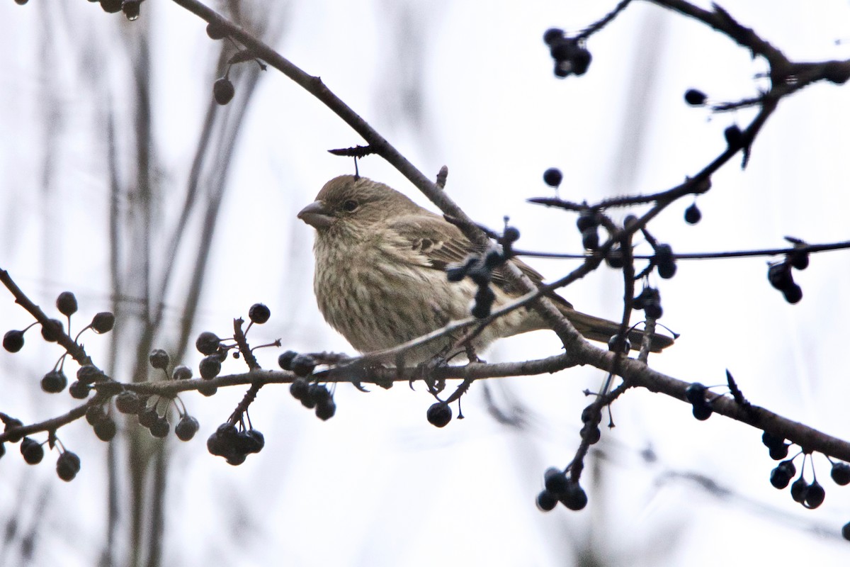 House Finch - ML298003781