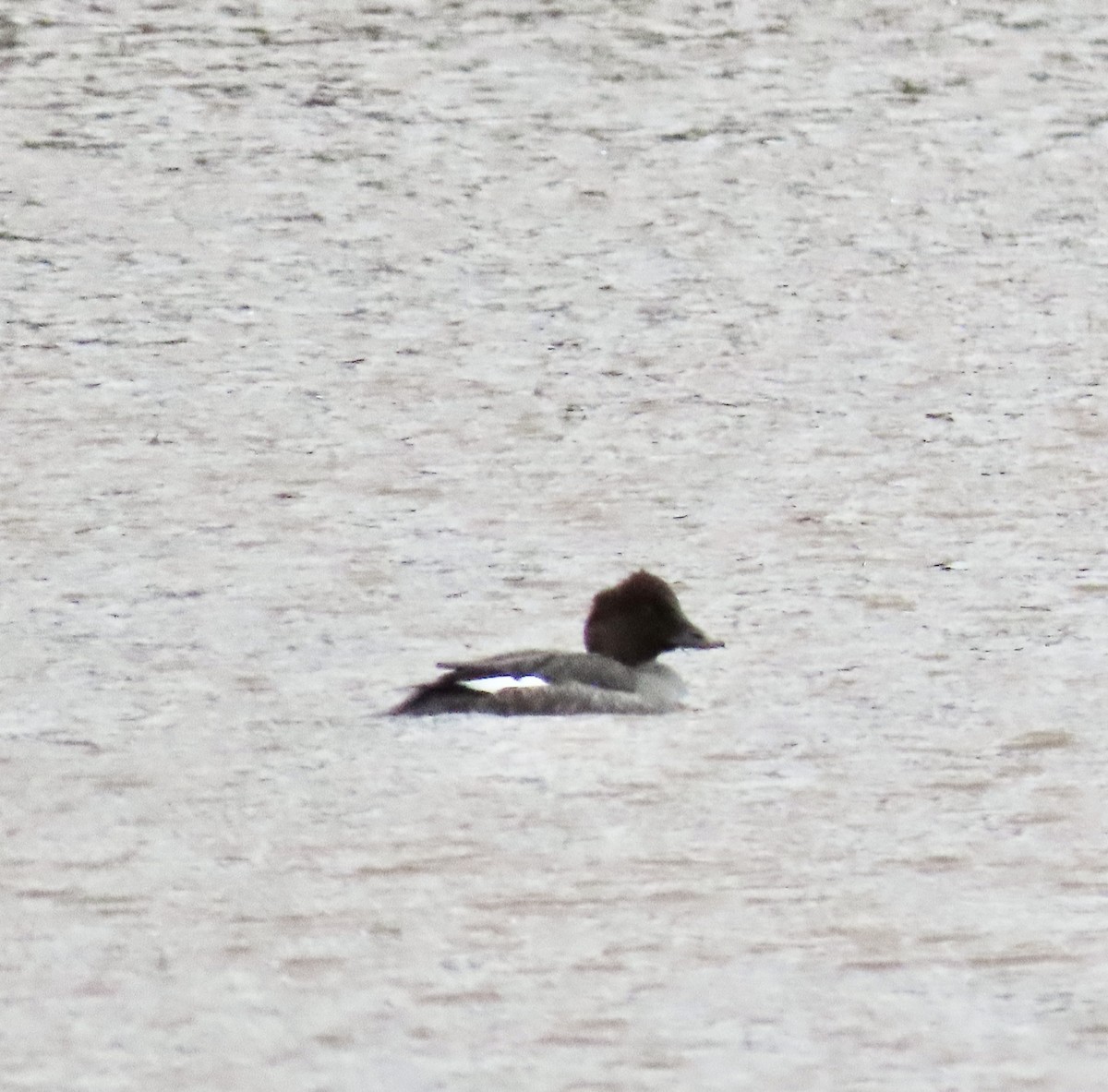 Common Goldeneye - ML298005671