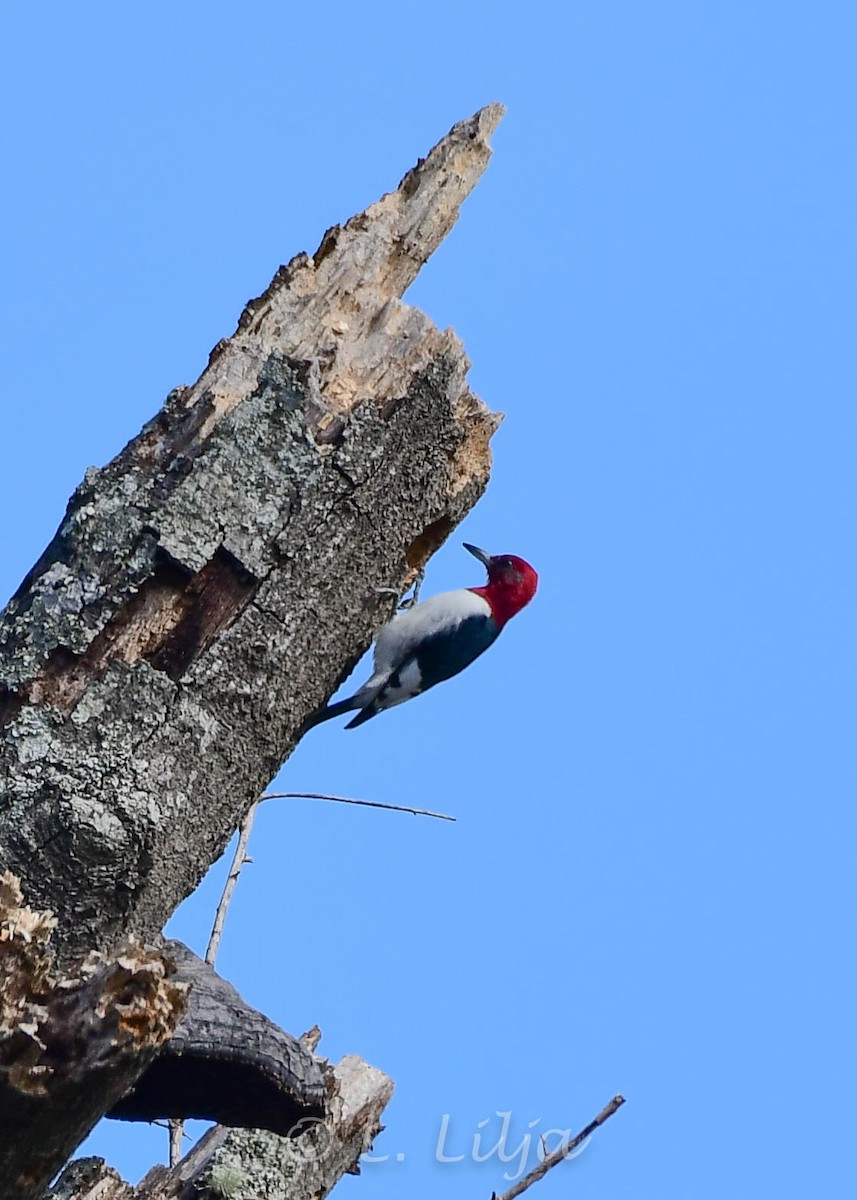 Red-headed Woodpecker - ML298005901