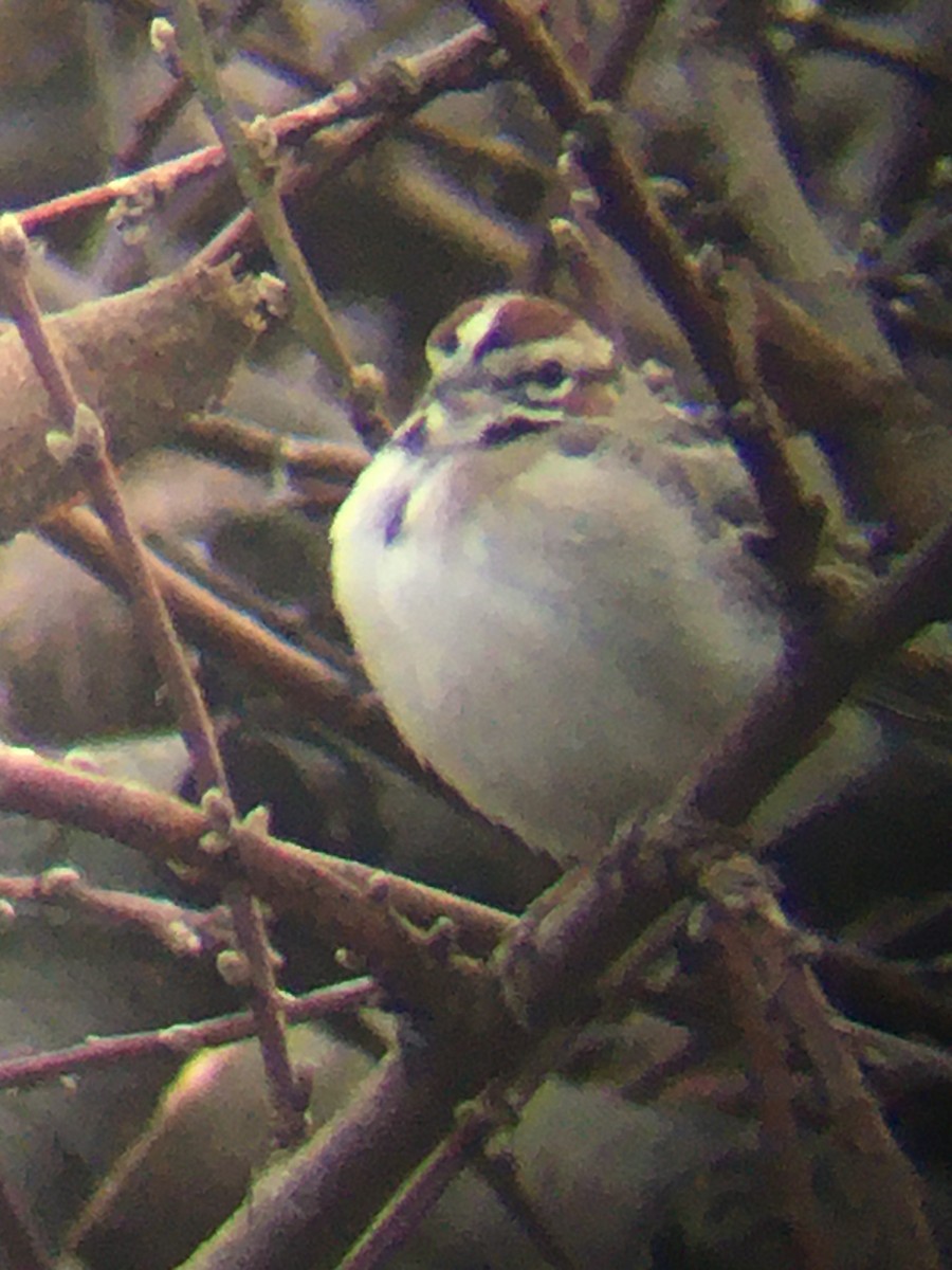 Bruant à joues marron - ML298007221