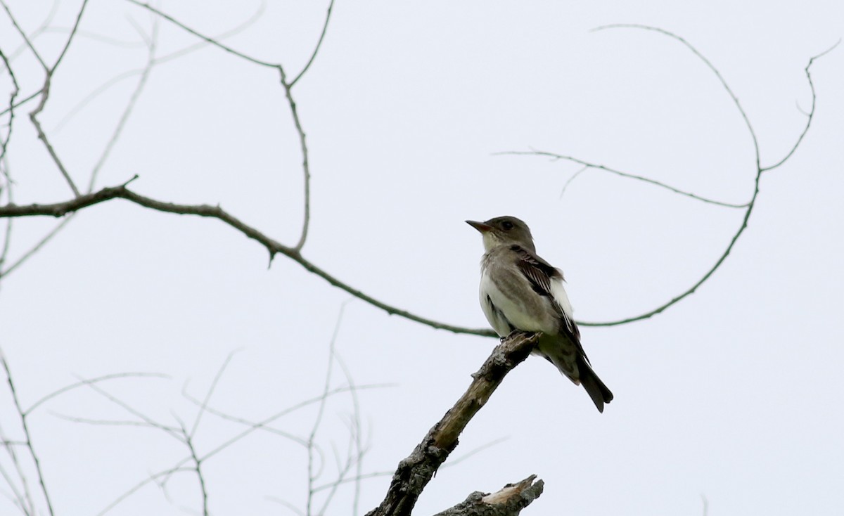 Olive-sided Flycatcher - ML29800981