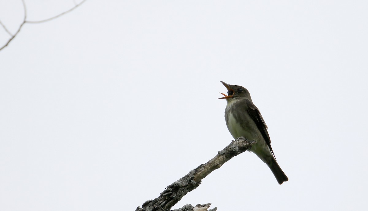 Olive-sided Flycatcher - ML29801011