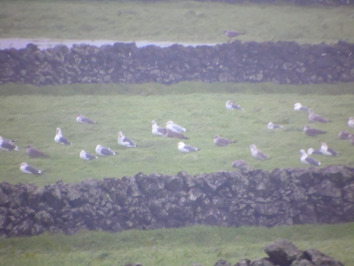 American/European Herring Gull - ML298010431