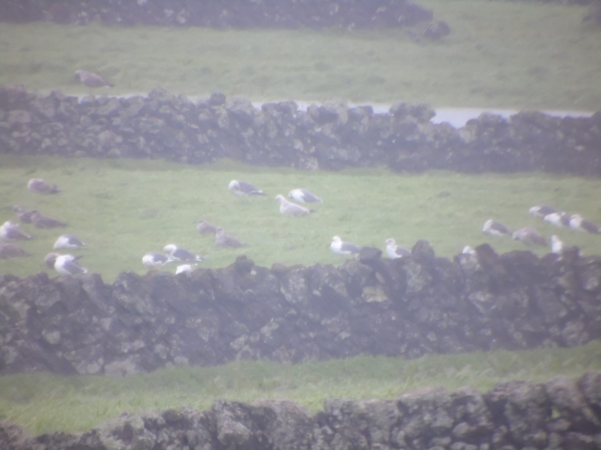 American/European Herring Gull - ML298010471