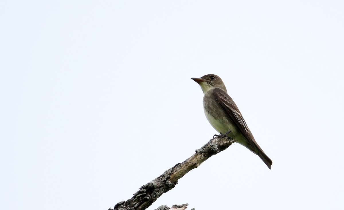 Olive-sided Flycatcher - ML29801071