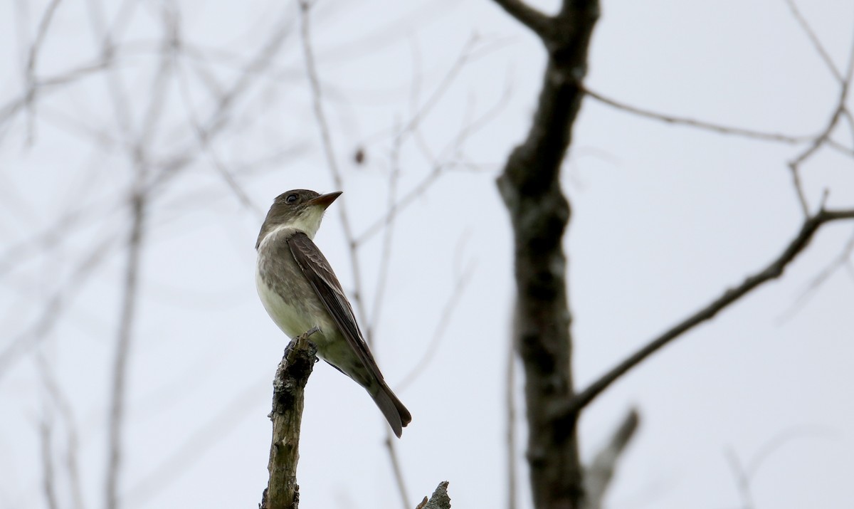 Olive-sided Flycatcher - ML29801101