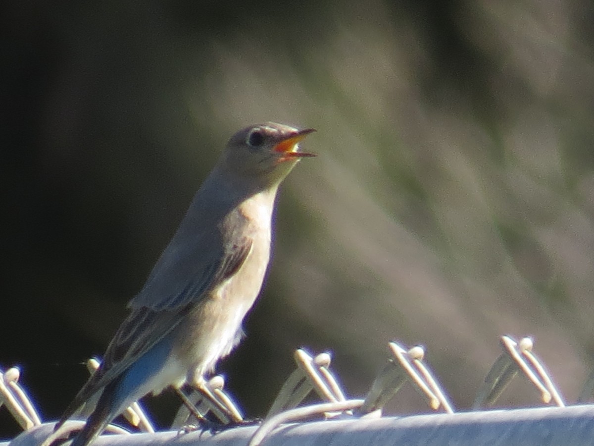 Mountain Bluebird - ML298011201