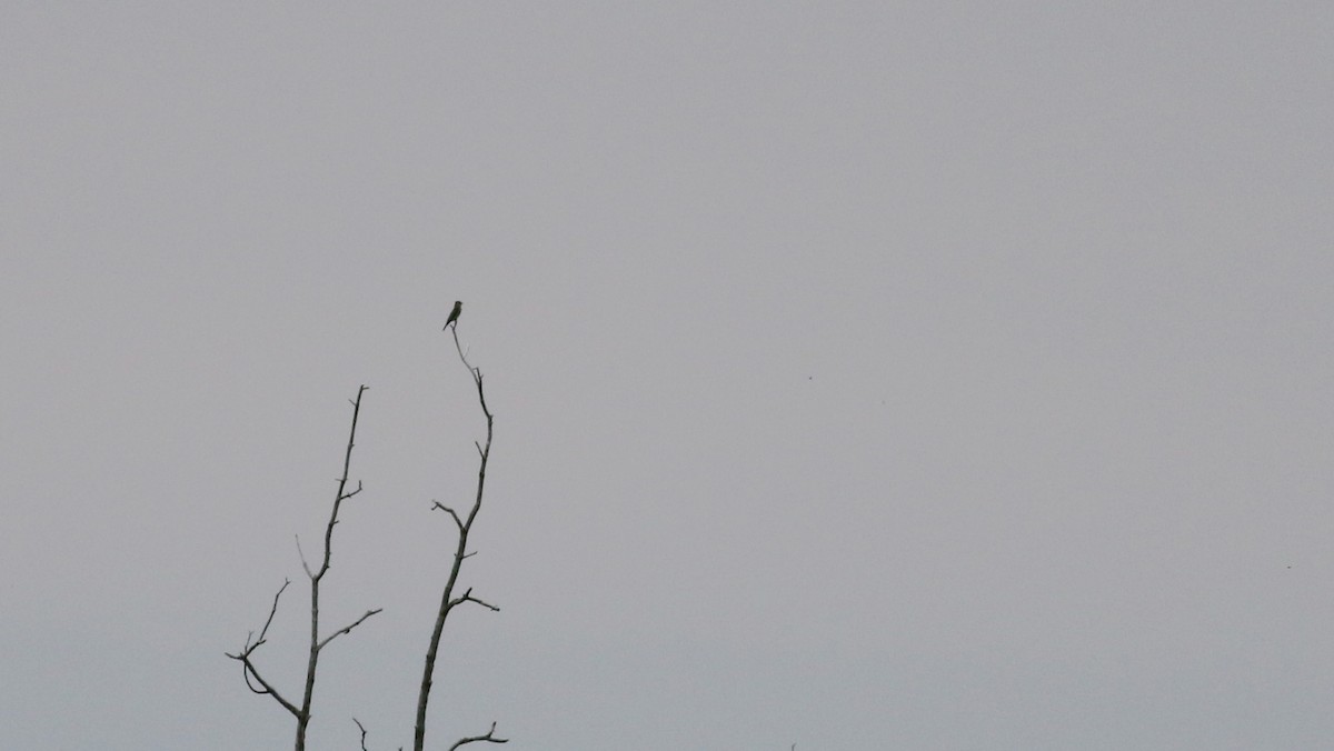 Olive-sided Flycatcher - ML29801121