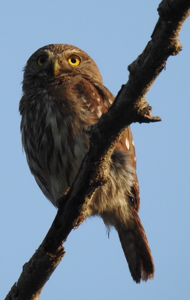 Ferruginous Pygmy-Owl - ML29801211