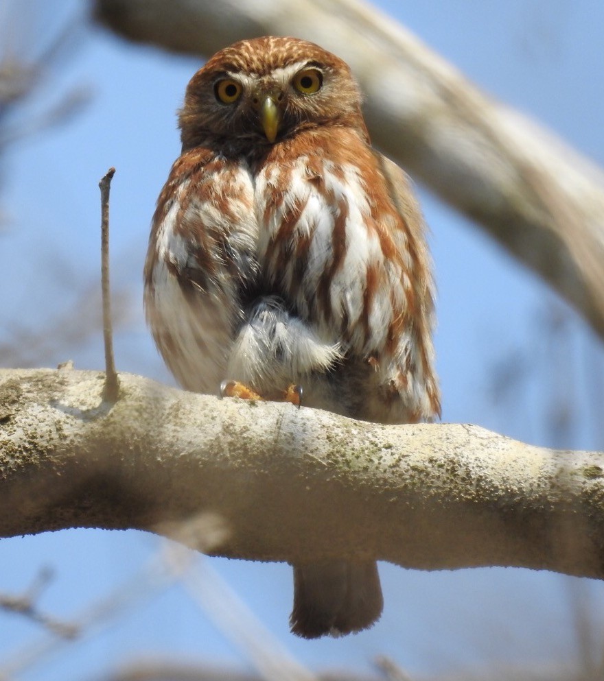 Ferruginous Pygmy-Owl - ML29801221