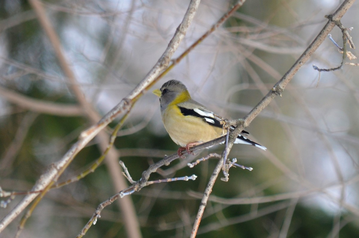 Evening Grosbeak - ML298013831