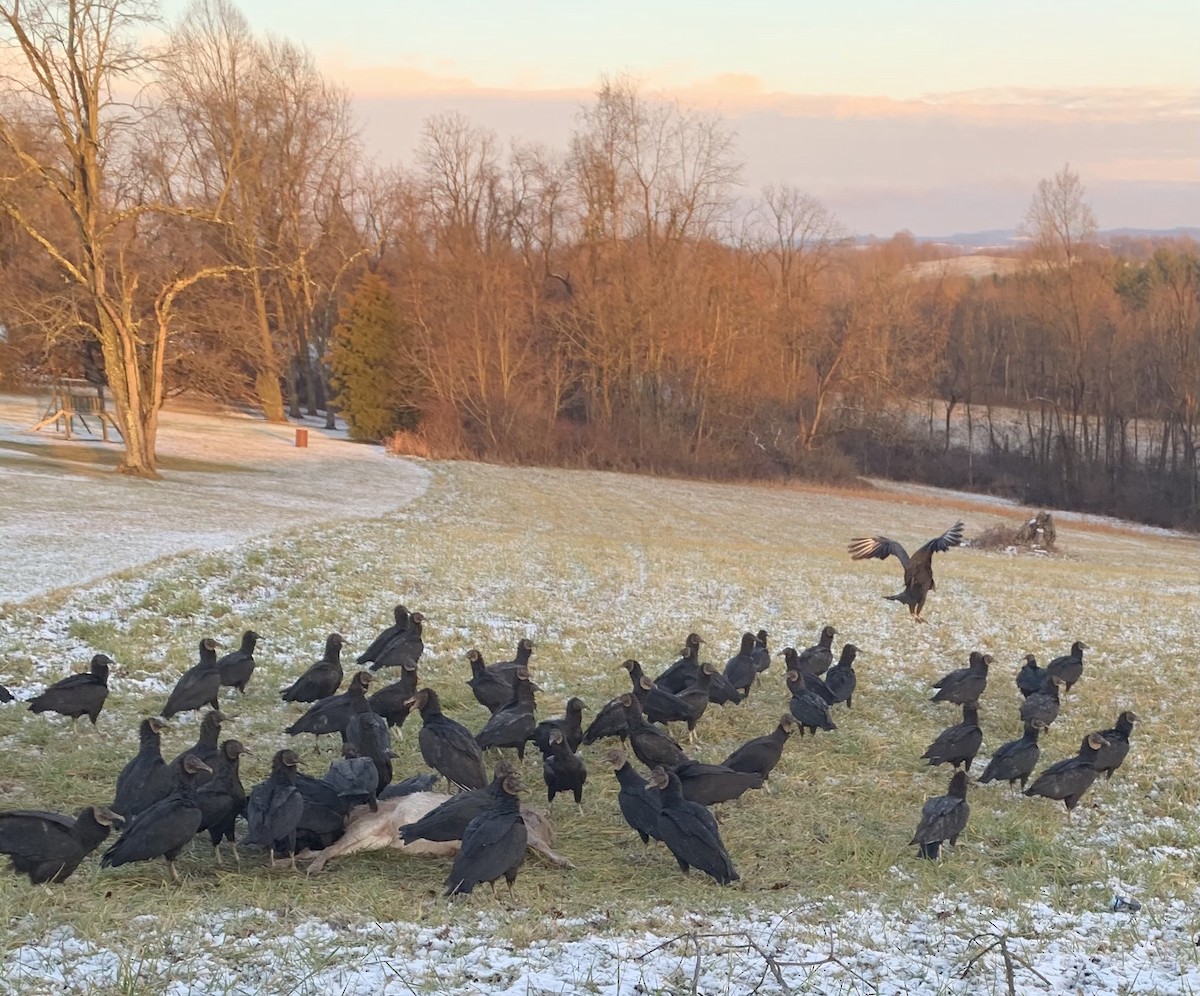 Black Vulture - Carice Jameson