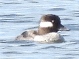 Bufflehead - ML298018781