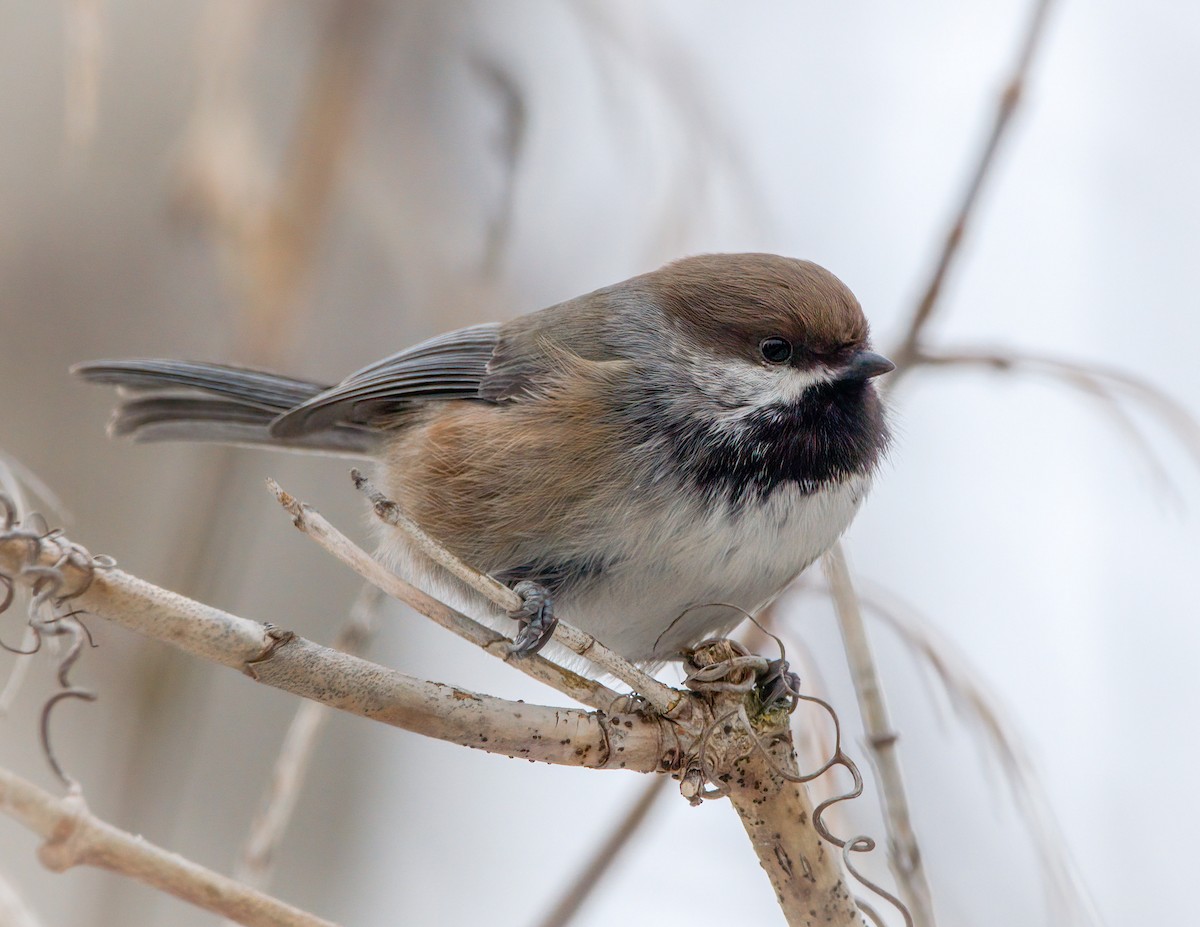 Hudsonmeise - ML298019251