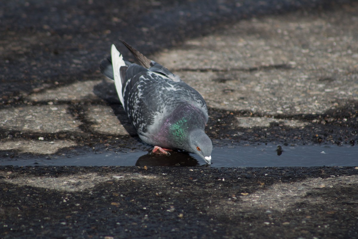 Rock Pigeon (Feral Pigeon) - Fen Levy