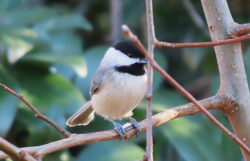 Carolina Chickadee - ML298020931