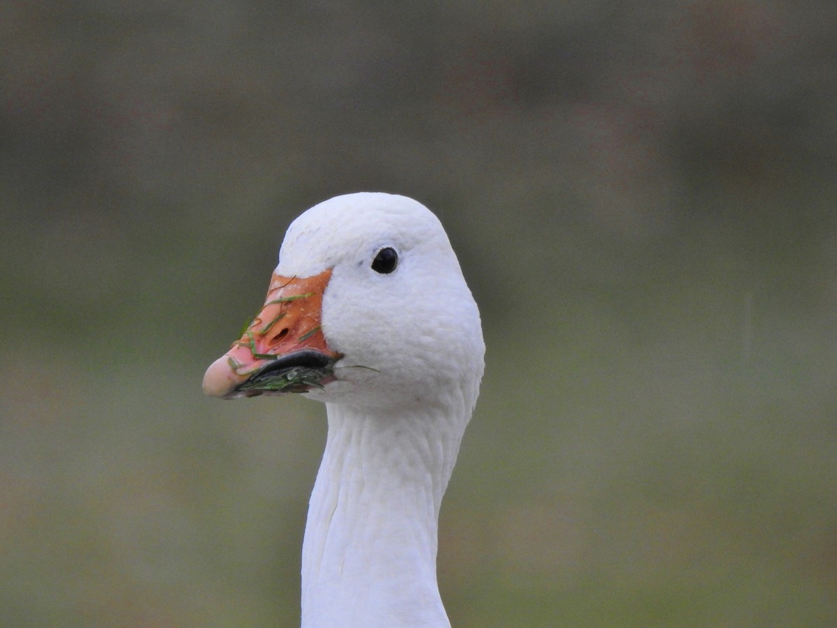 Snow Goose - ML298021671