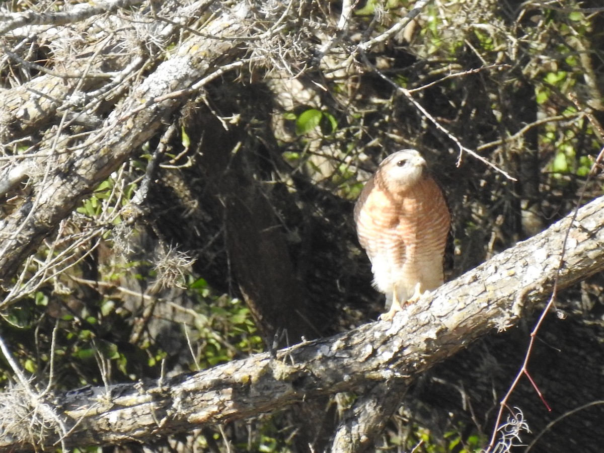 Red-shouldered Hawk - Greg Steeves