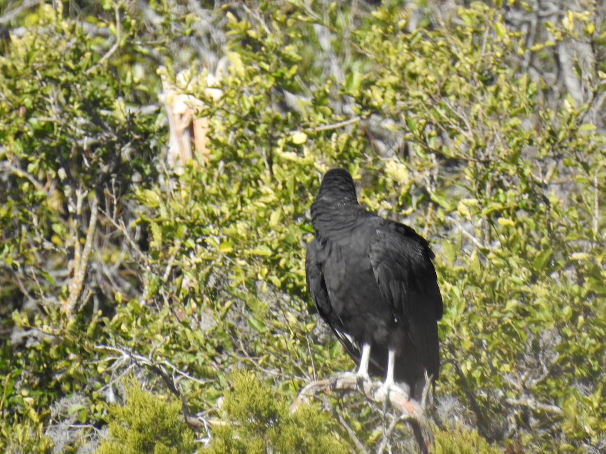 Black Vulture - ML298022391