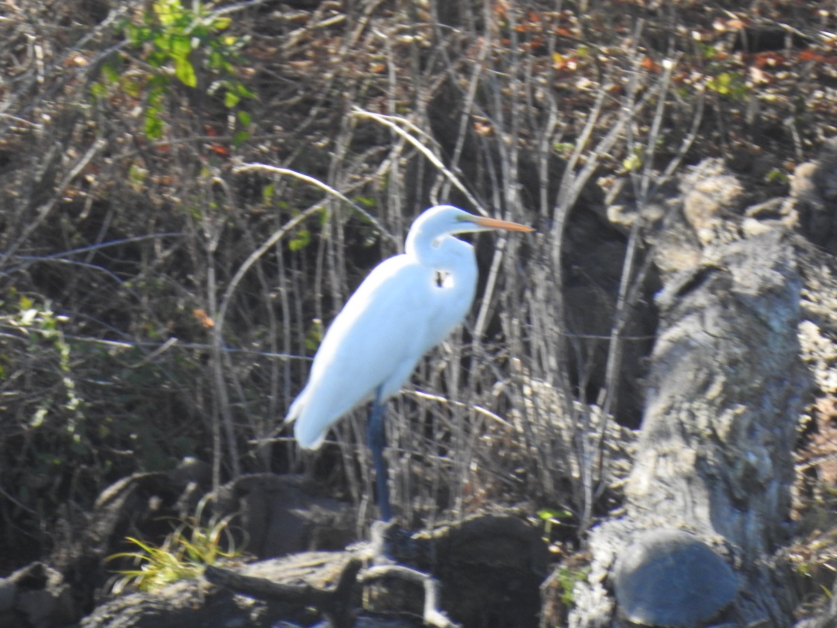 Great Egret - ML298022501