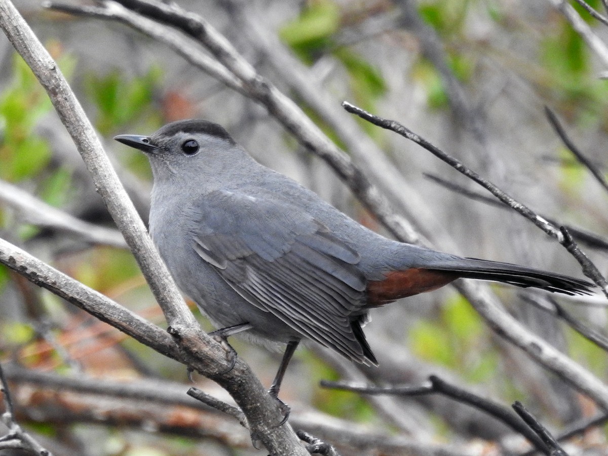 Gray Catbird - ML298022901