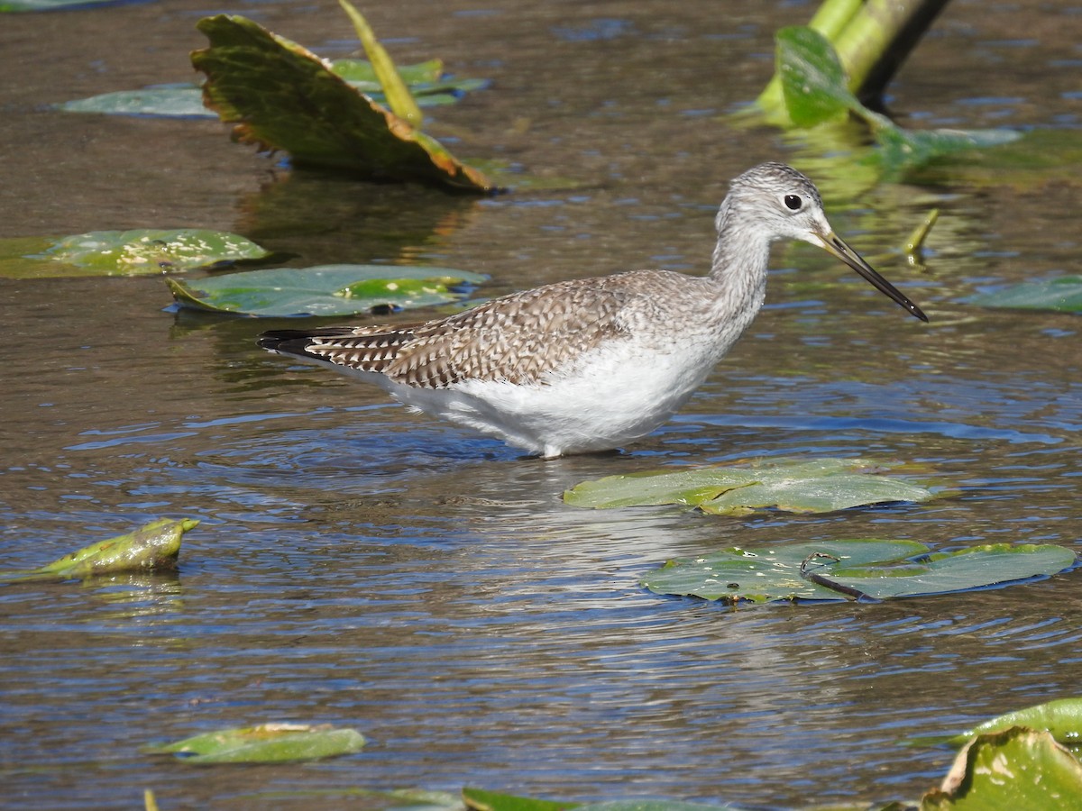 Greater Yellowlegs - ML298023651