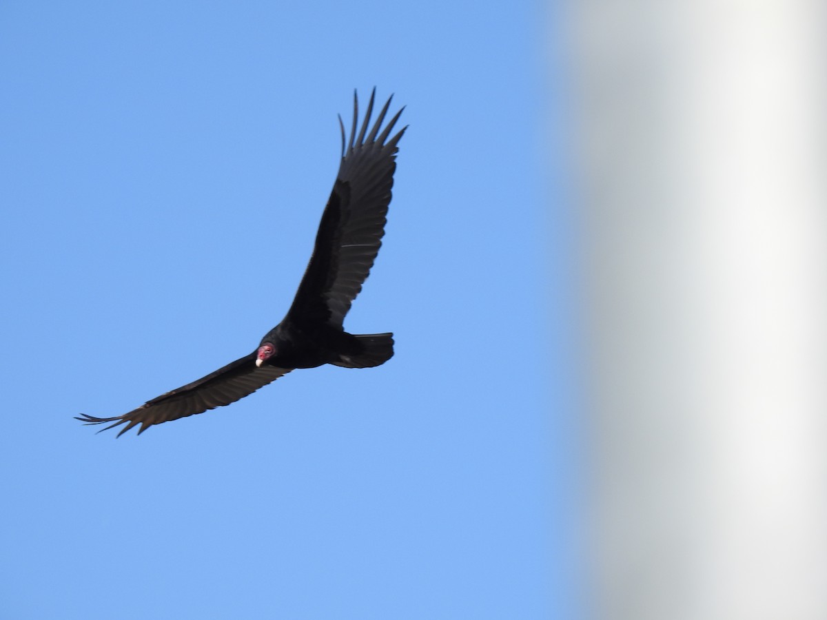 Turkey Vulture - Greg Steeves