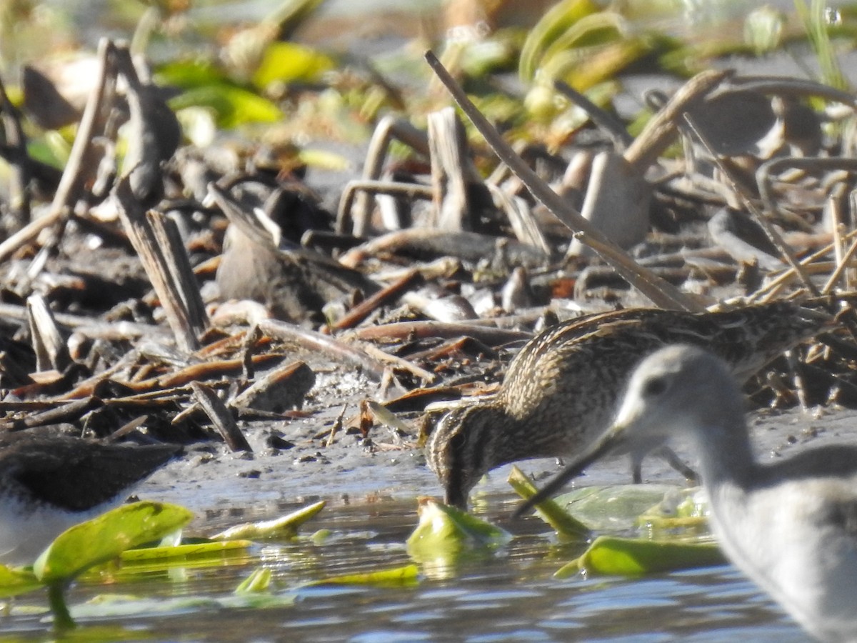 Wilson's Snipe - Greg Steeves