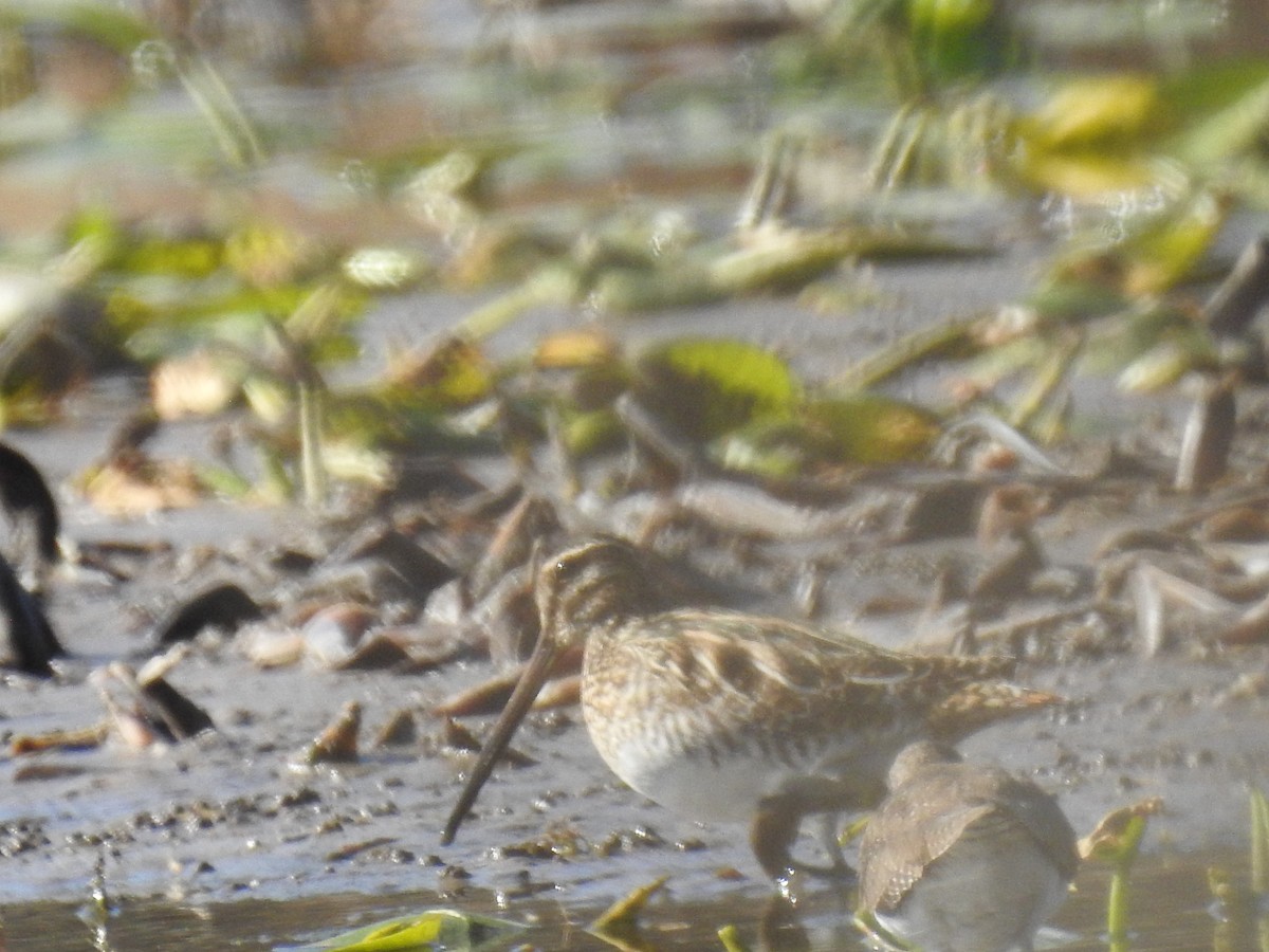 Wilson's Snipe - Greg Steeves