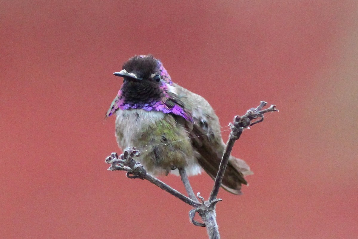 Costa's Hummingbird - ML29802451